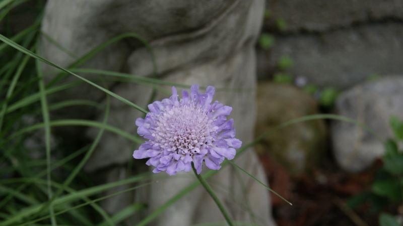 Scabiosa columbaria, Tauben-Skabiose