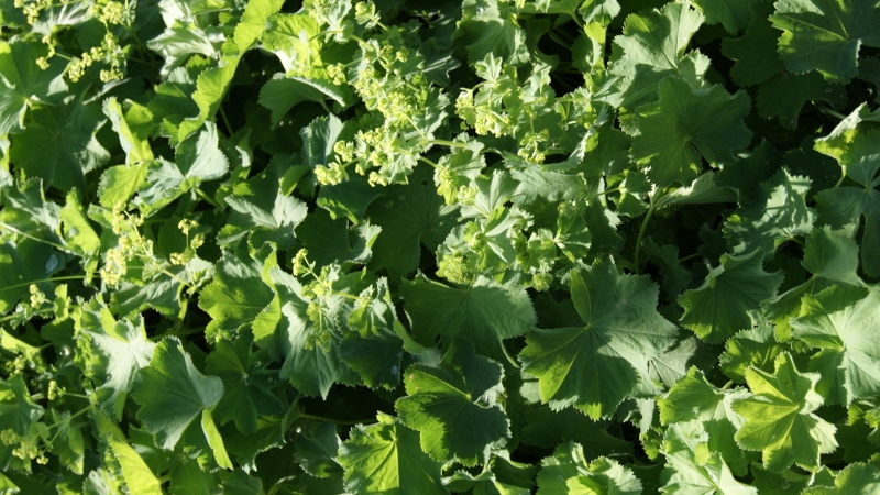 Alchemilla mollis, Weicher Frauenmantel
