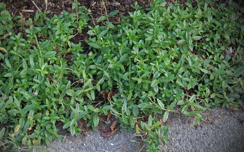 Helianthemum nummularium, Sonnenröschen