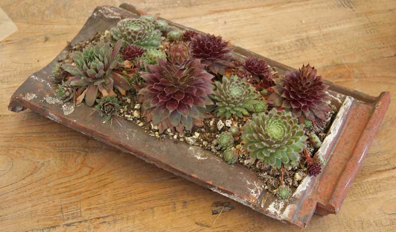 sempervivum-im-sorten-dachgarten24 Sempervivum in Sorten, Dachwurz