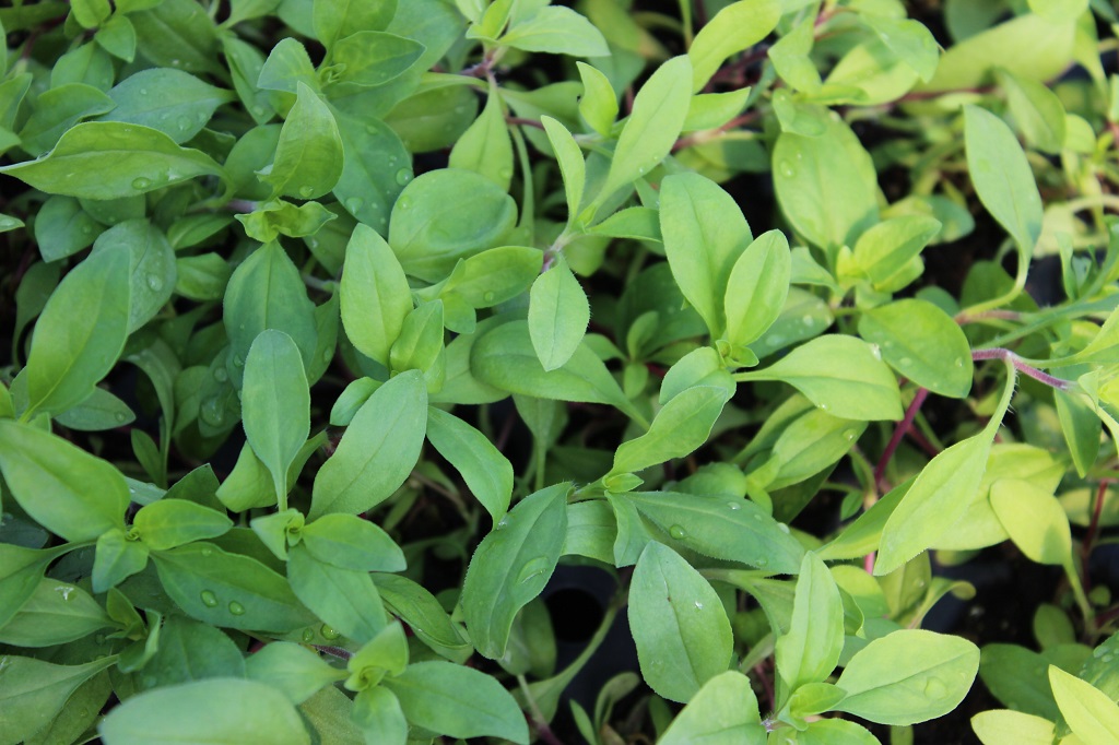 Saponaria Saponaria ocymoides, Seifenkraut