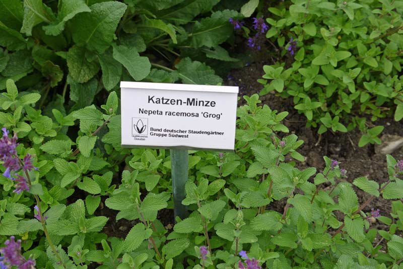 Nepeta racemosa, Katzenminze
