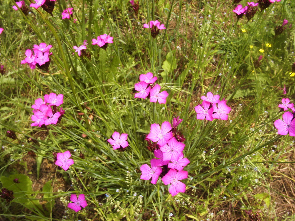 Dianthus carthusianorum, Karthäuser-Nelke