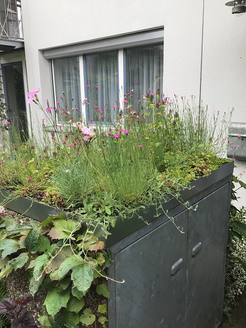 Alpengarten-MixPZYtbAJ56PSJM Pflanzenteppiche Stauden