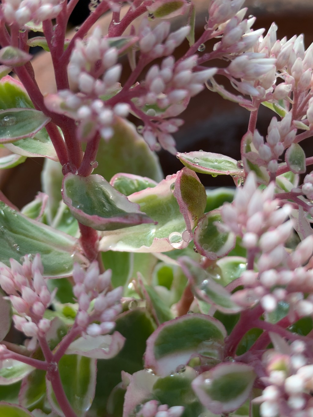 Hylotelephium telephium variegata, La vie en rose