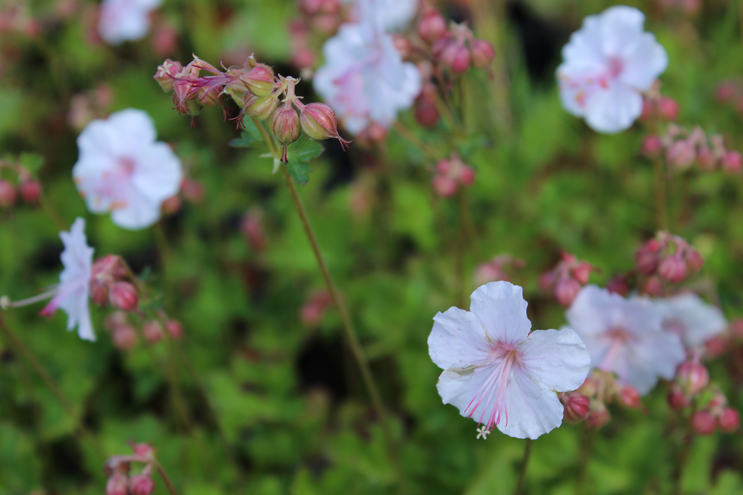 Geranium biokovo - Storchschnabel Biokovo