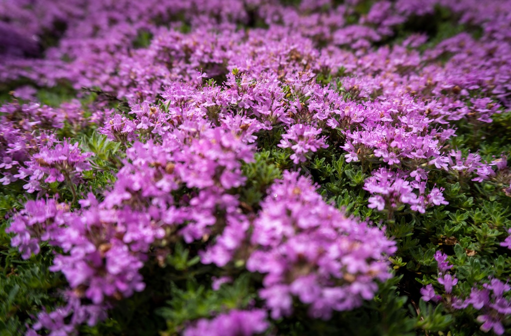 Thymus doerfleri ´Bressingham Seedling`, Bodendecker Thymian Thymus doerfleri ´Bressingham Seedling`, Bodendecker Thymian