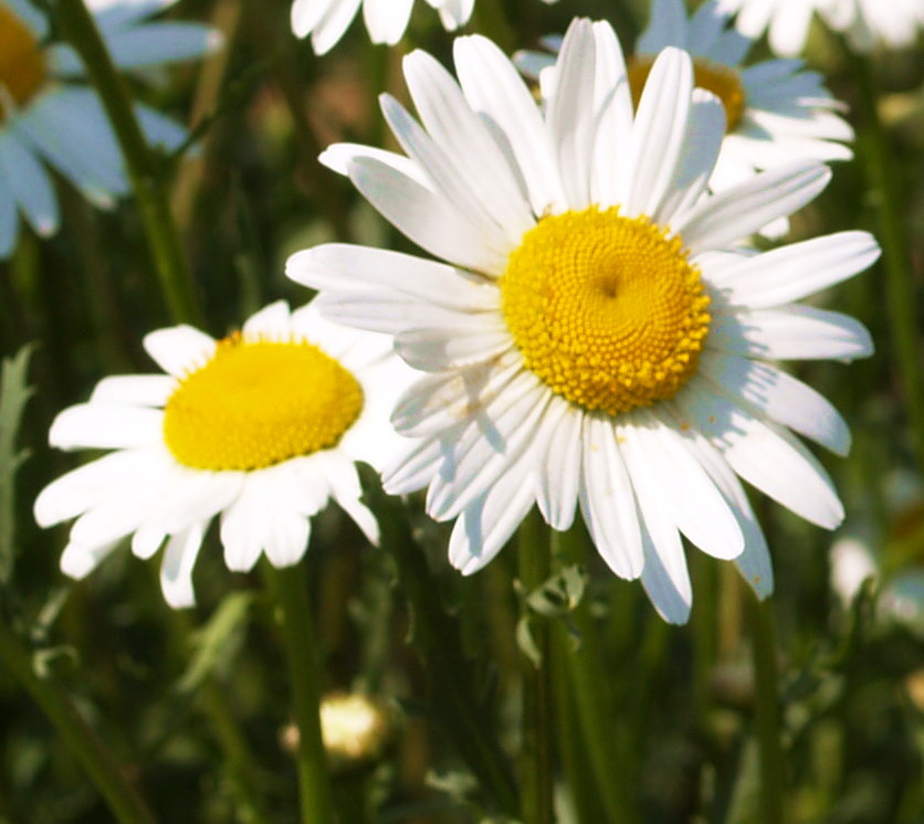 Aster Alpinus, Alpen-Aster