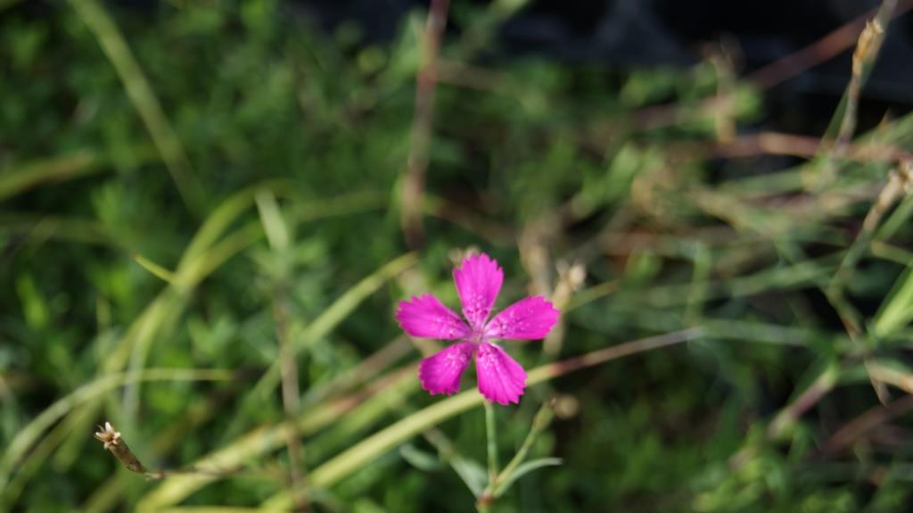 Dianthus carthusianorum, Karthäuser-Nelke