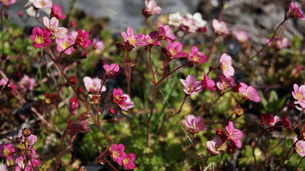 Saxifraga arendsii, Moossteinbrech