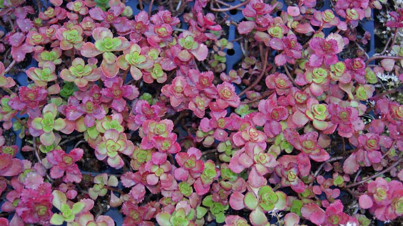 Kaukasus-Fetthenne, Sedum spurium coccineum