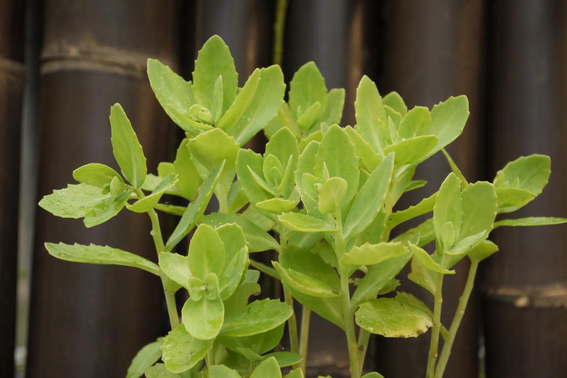 Sedum spectabile, Japan-Fetthenne