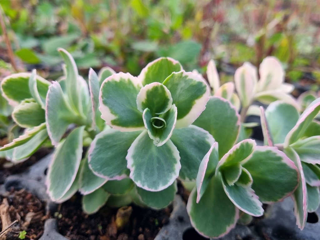 Hylotelephium telephium variegata, La vie en rose