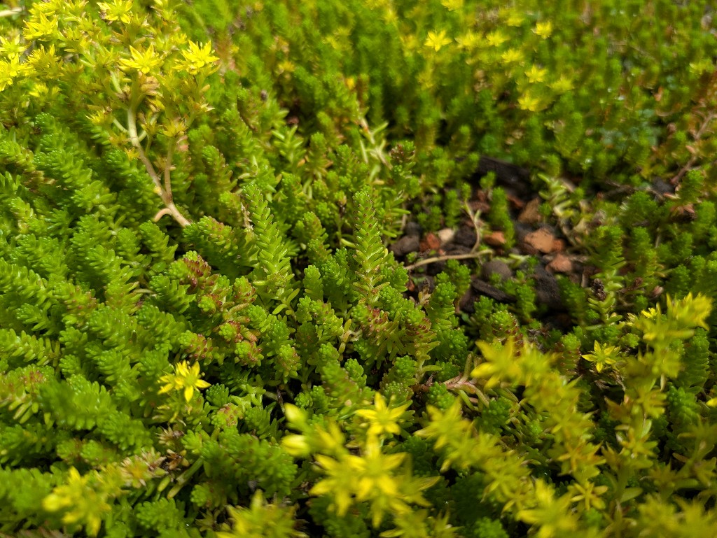 Pflanzenteppiche Sedum