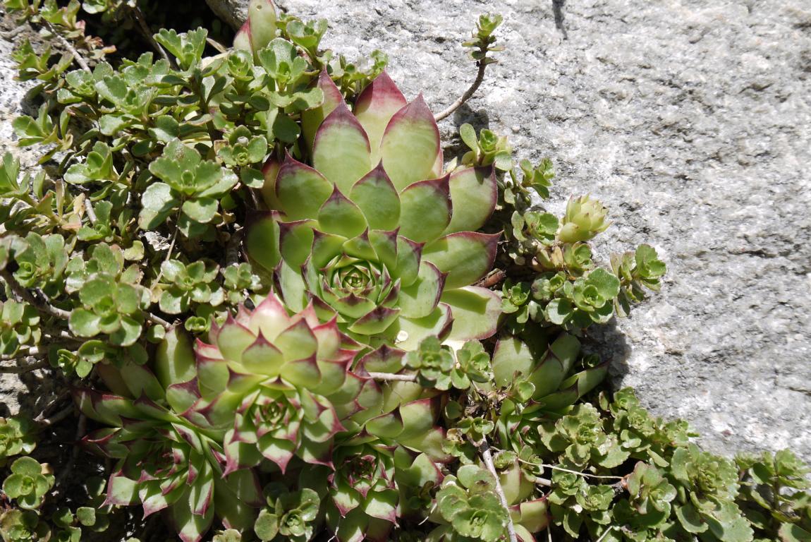 sempervivum-hauswurz-dachgarten24-4 Sempervivum in Sorten, Dachwurz