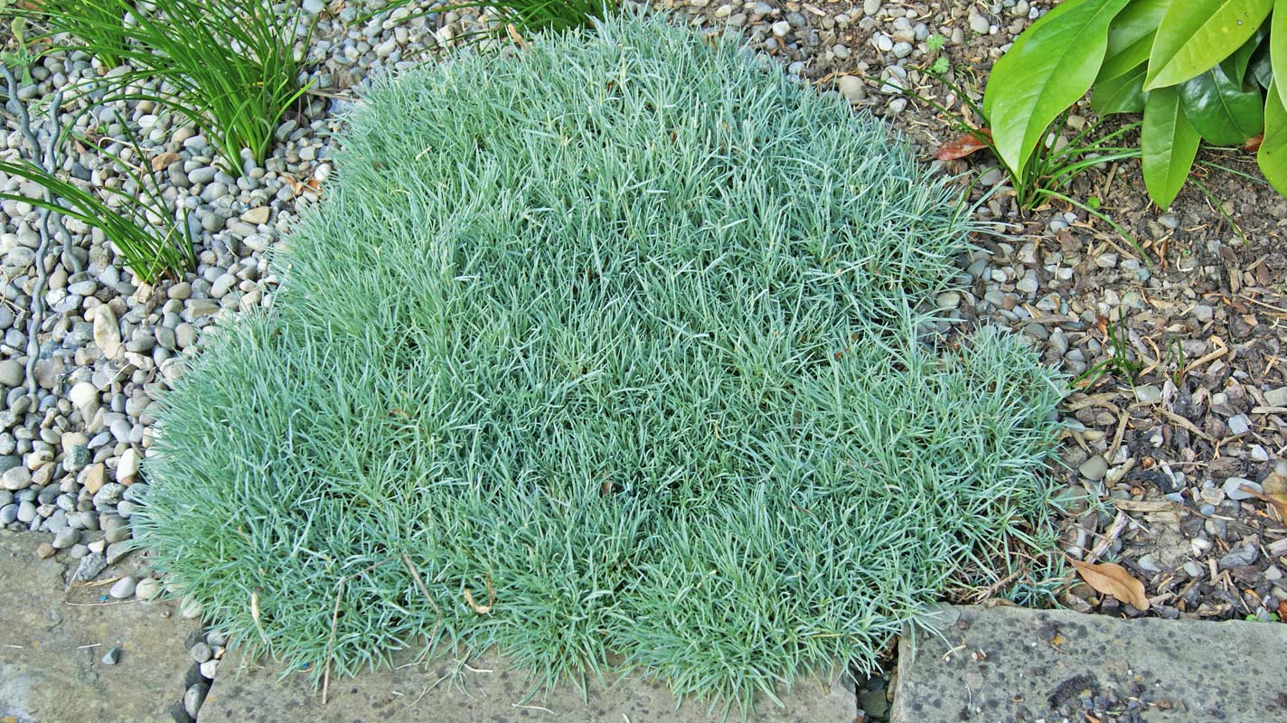 Dianthus arenarius - Sandnelke