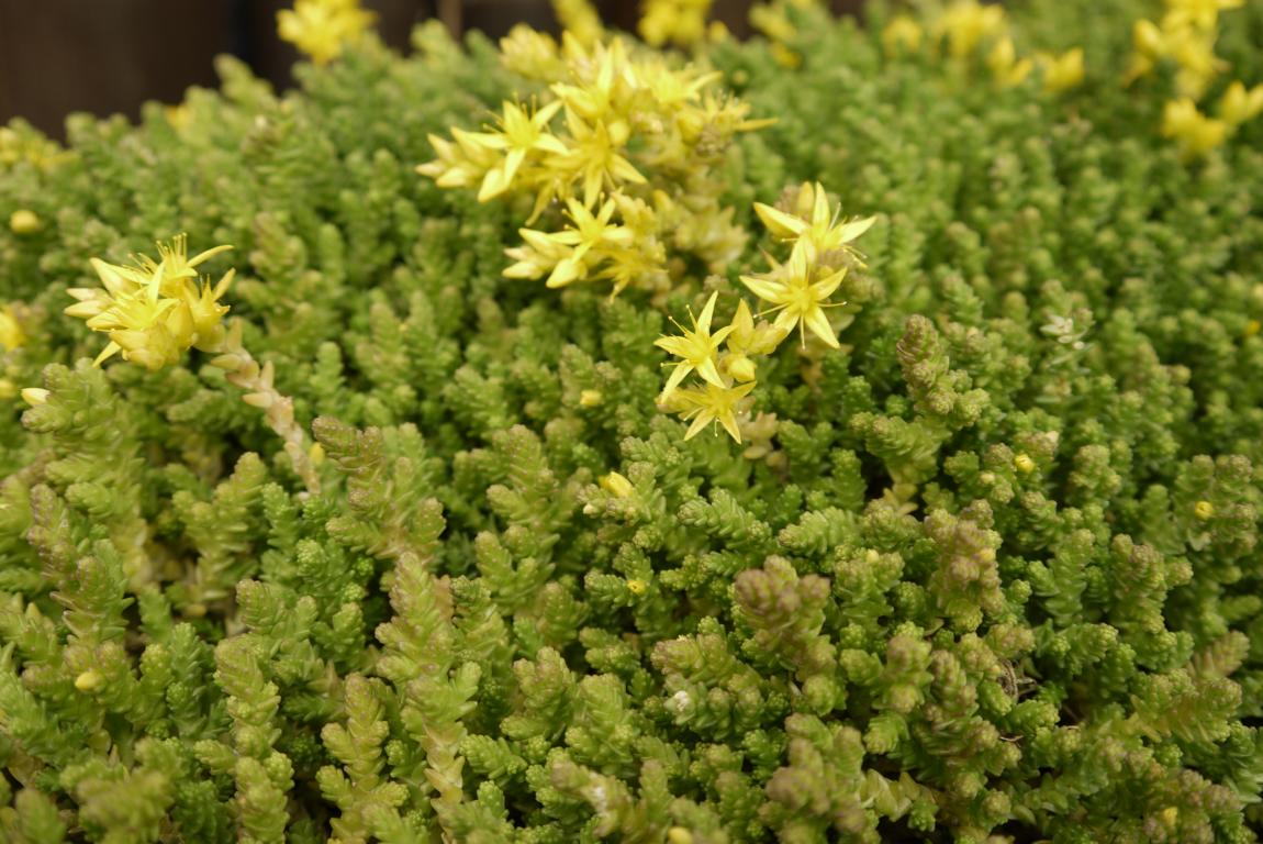 Sedum acre, Scharfer Mauerpfeffer