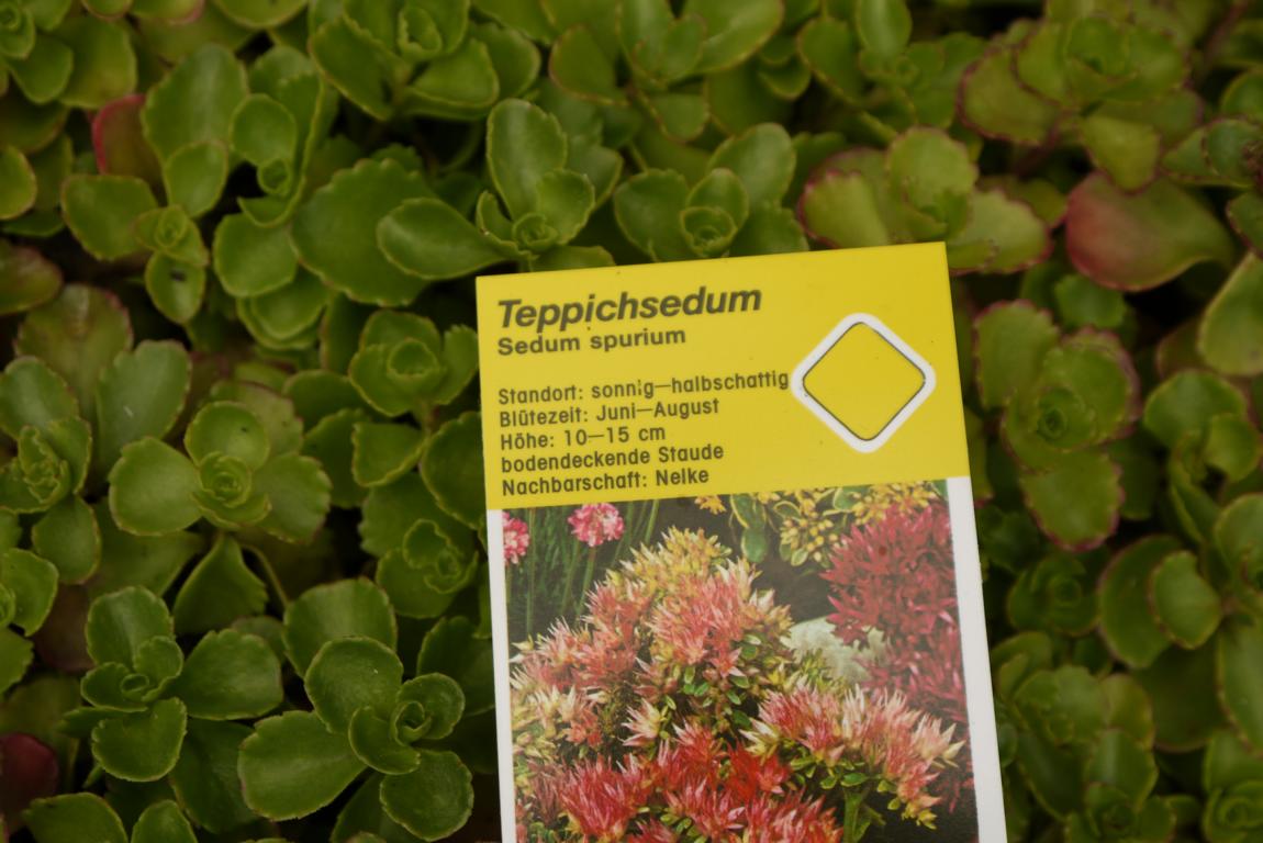 Sedum spurium roseum - Rosa Teppich-Fettblatt