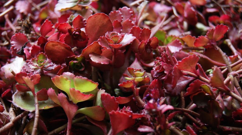 Sedum spurium Fuldaglut, Rotes Teppich-Fettblatt
