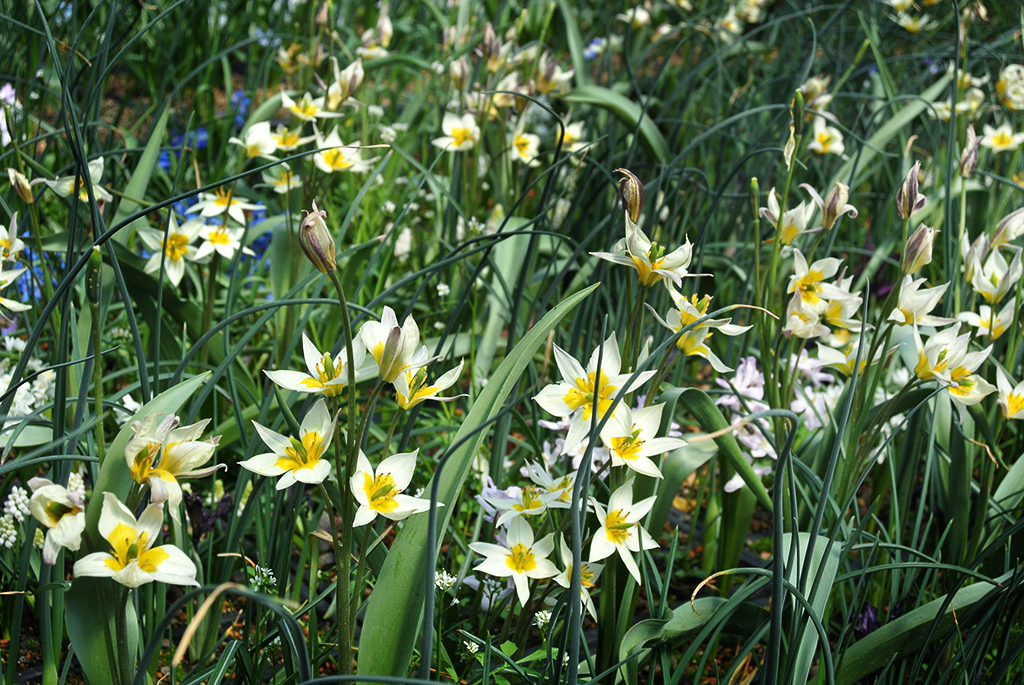 Blumenzwiebelmischung2 Blumenzwiebel Mischung - für Ihr farbenfrohes Dach im Frühjahr