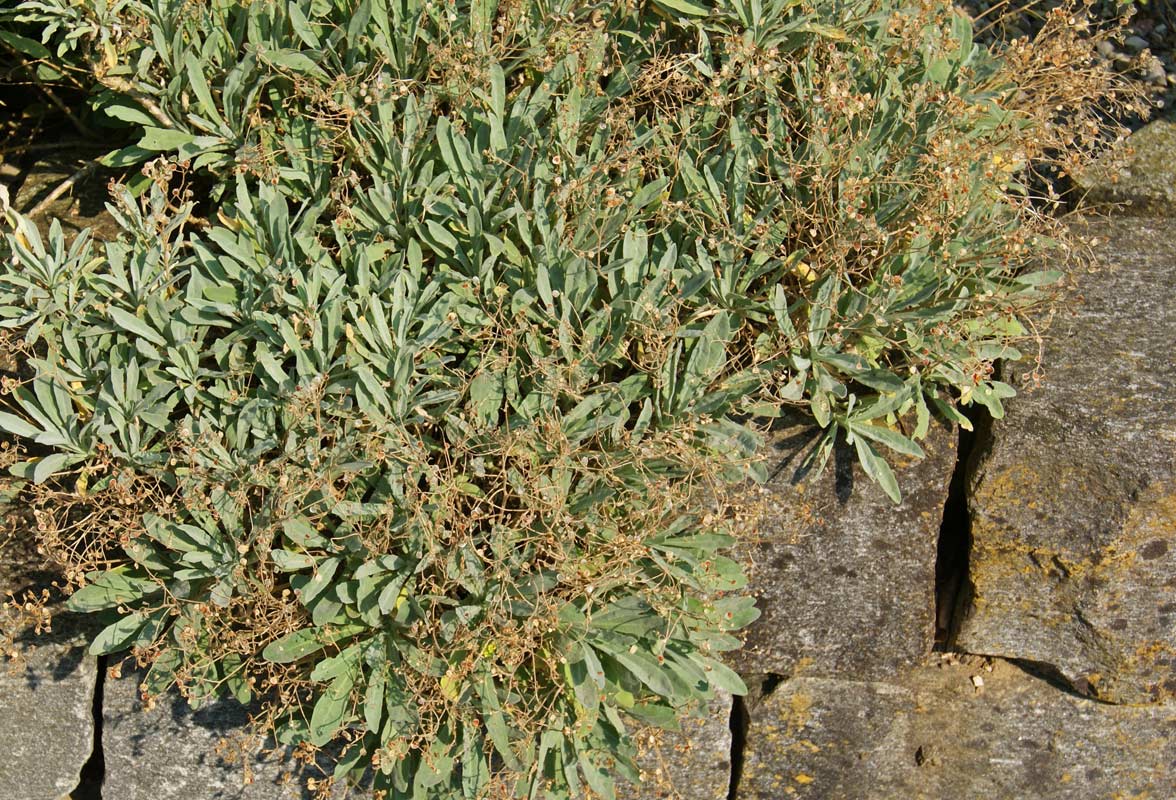Aurinia saxatilis, Steinkraut