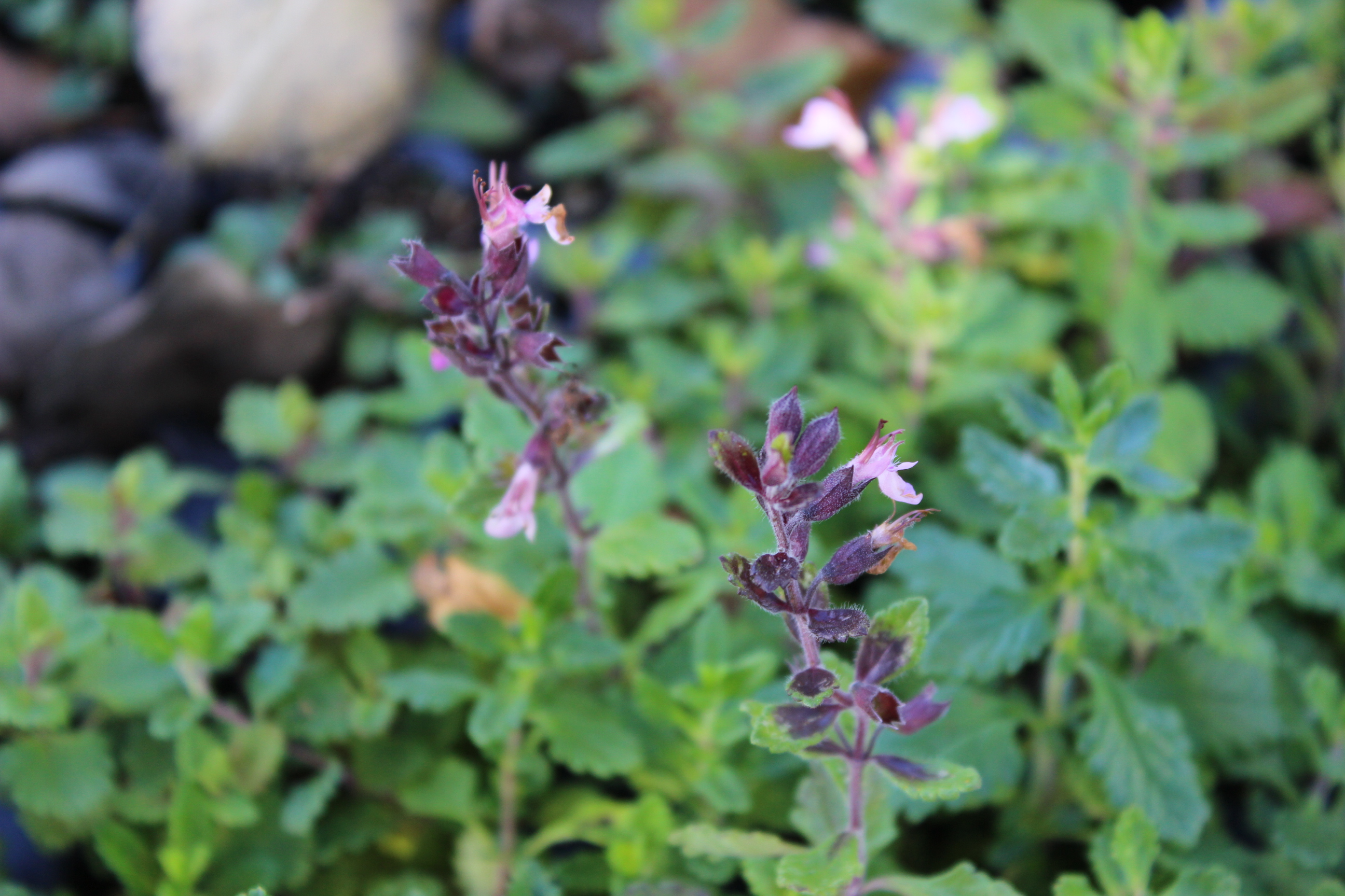 Teucrium Chamaedrys, Edel-Gamander