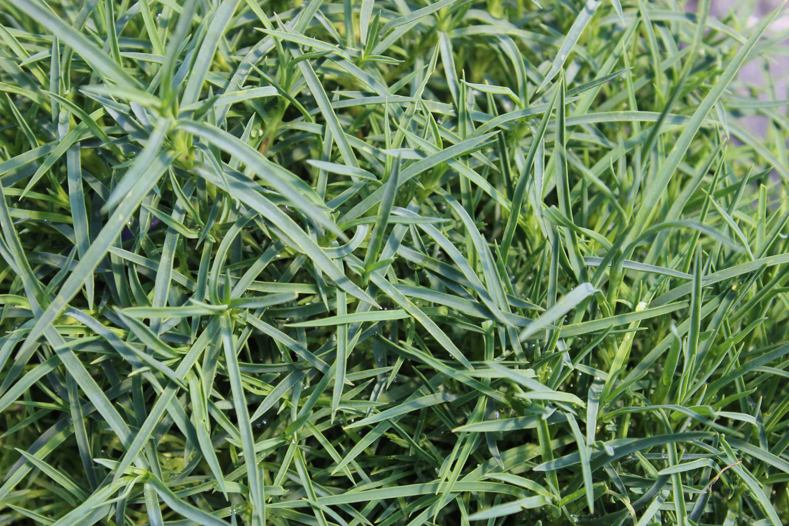 Dianthus arenarius - Sandnelke