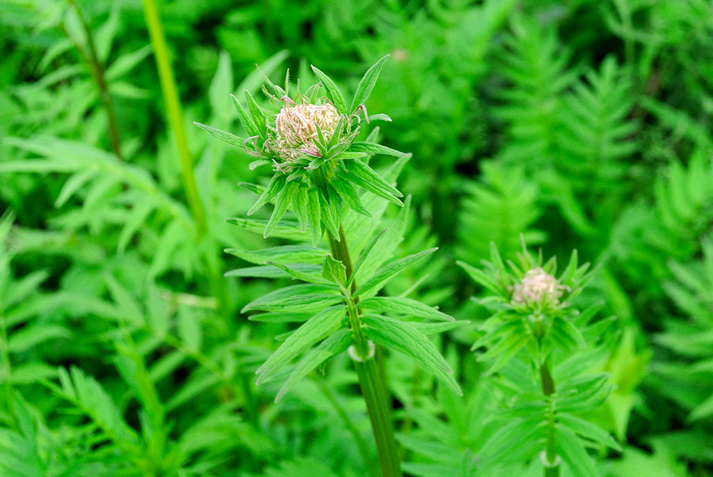 Valeriana officinalis, Baldrian