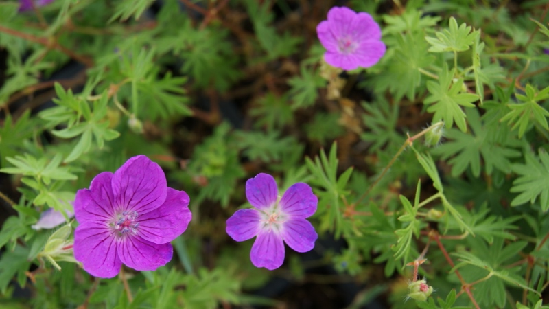 Geranium-sanguineum Geranium sanguineum, Blut-Storchschnabel