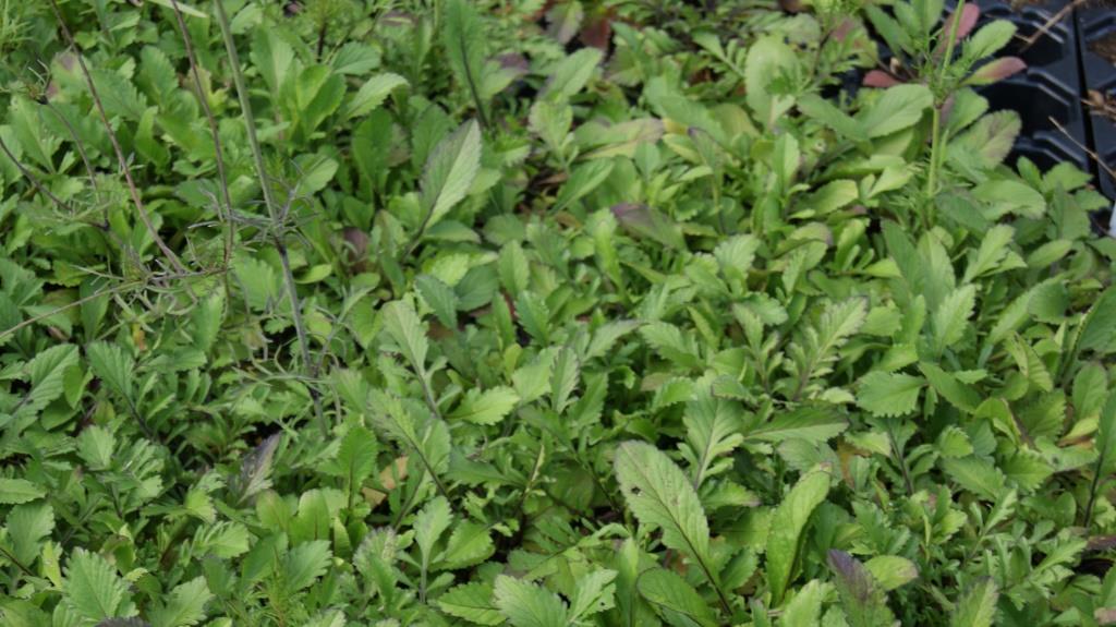 Scabiosa columbaria, Tauben-Skabiose