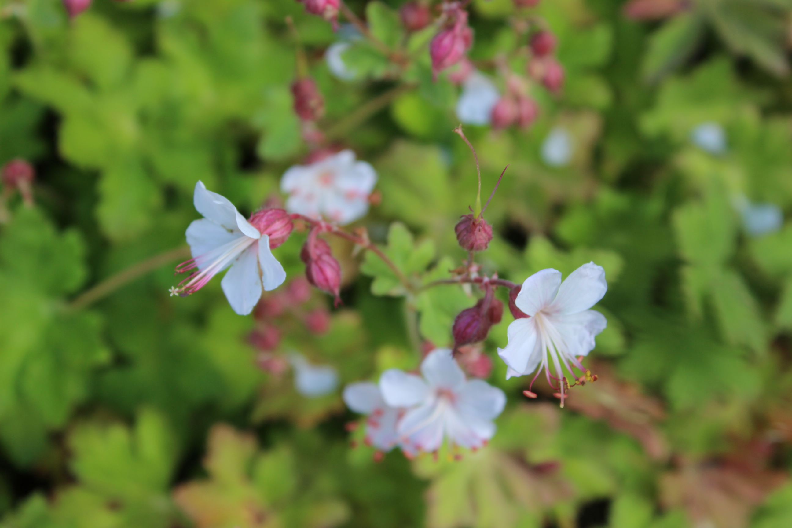 Geranium macrorrhizum spessart, Felsen-Storchschnabel