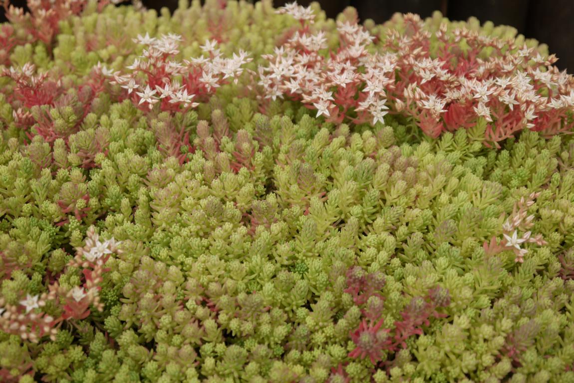 Sedum hispanicum, Spanischer Mauerpfeffer