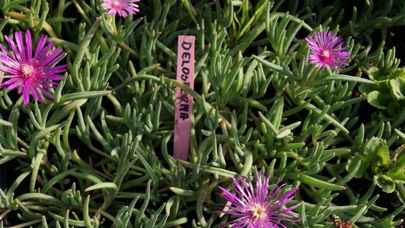 Delosperma cooperi, Rote Mittagsblume