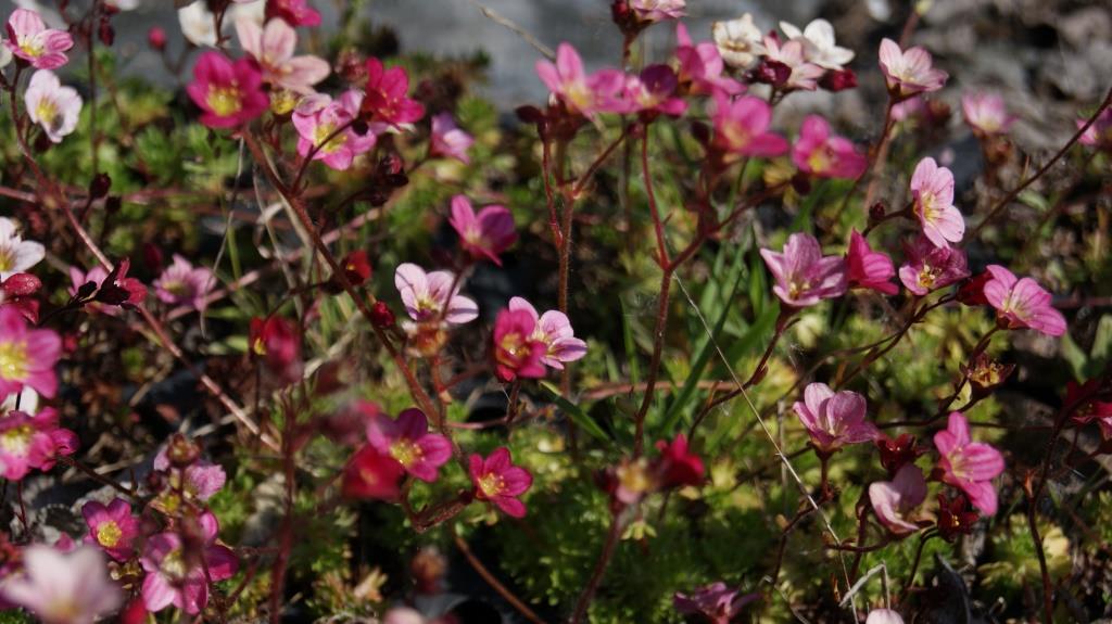 saxifraga-arendsii Saxifraga arendsii, Moossteinbrech