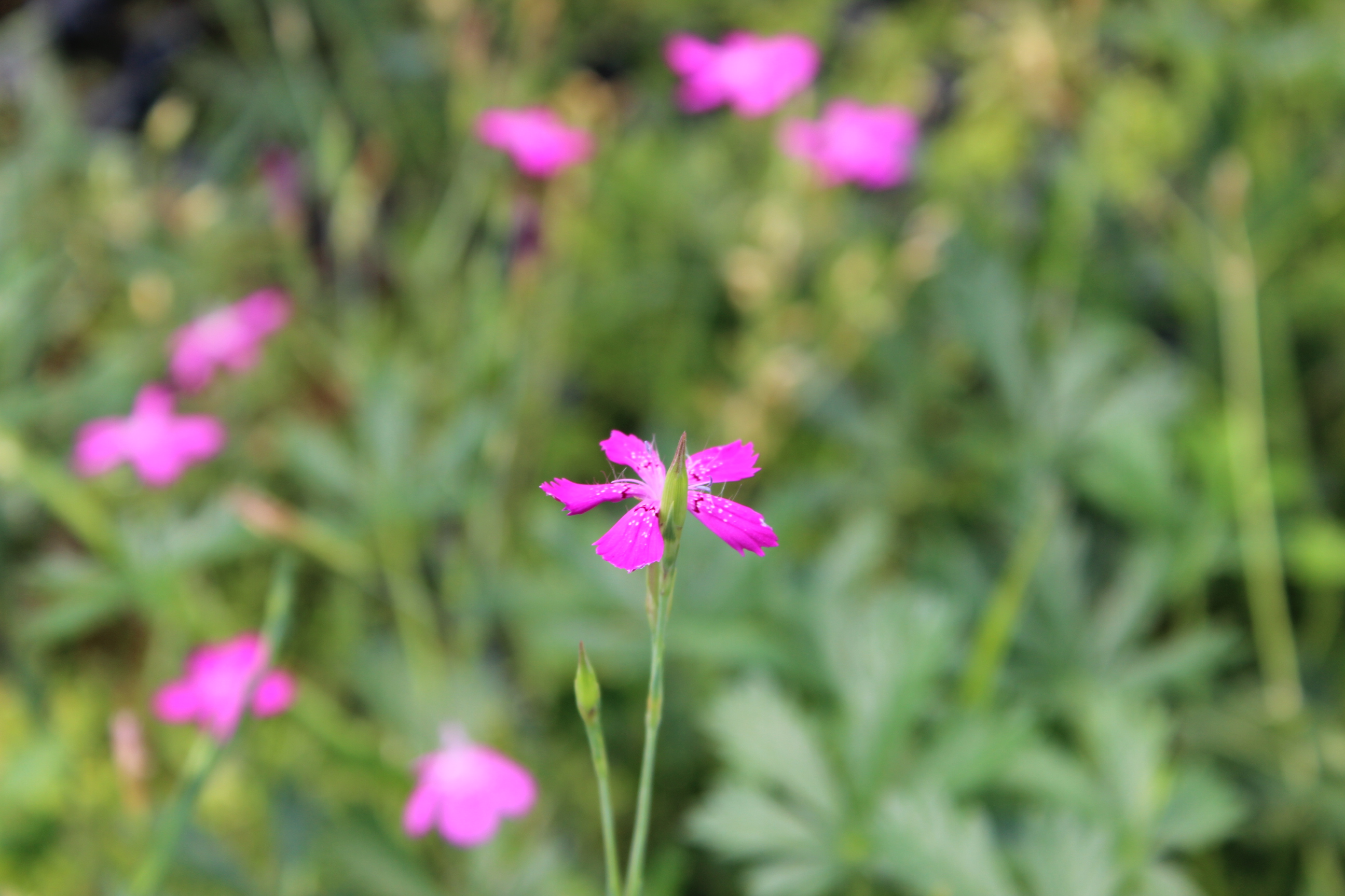 Dianthus deltoides, Heide-Nelke