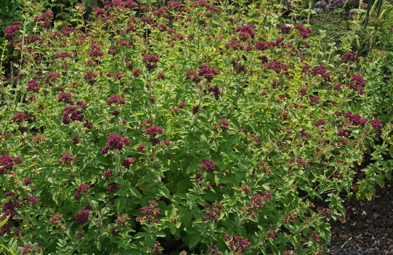 Origanum vulgare, wilder Majoran