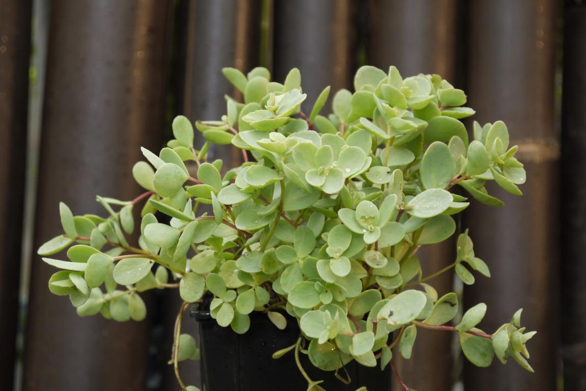 Sedum ewersii, Himalaja-Fettblatt