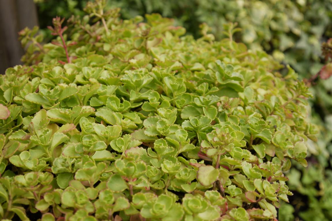 Sedum spurium roseum - Rosa Teppich-Fettblatt