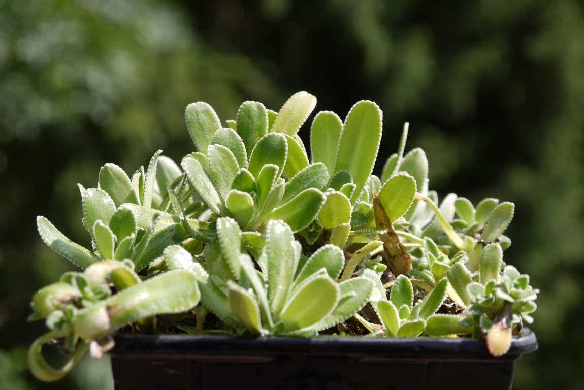 saxifraga-paniculata-rispen-steinbrech-dachgarten24 Saxifraga paniculata (aizoon), Krustensteinbrech