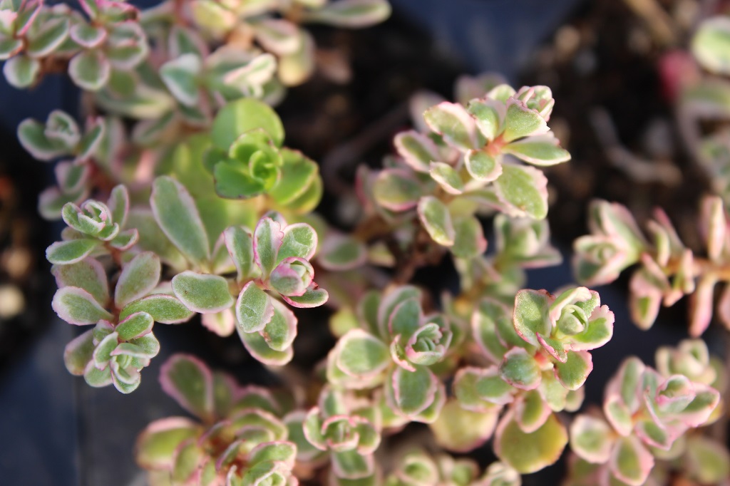 Sedum spurium tricolor - Teppichsedum
