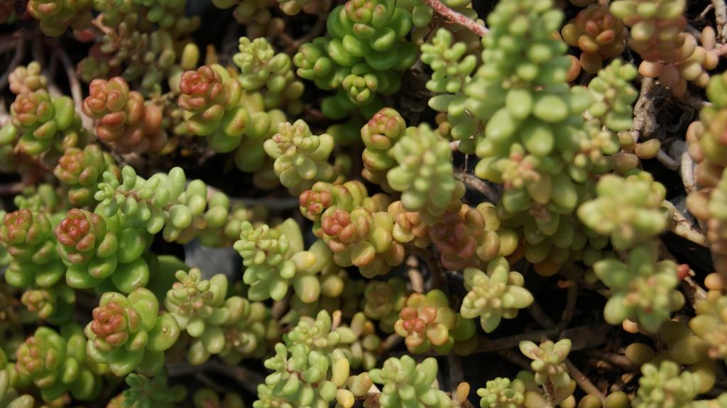Sedum album Laconicum, Üppiger Mauerpfeffer