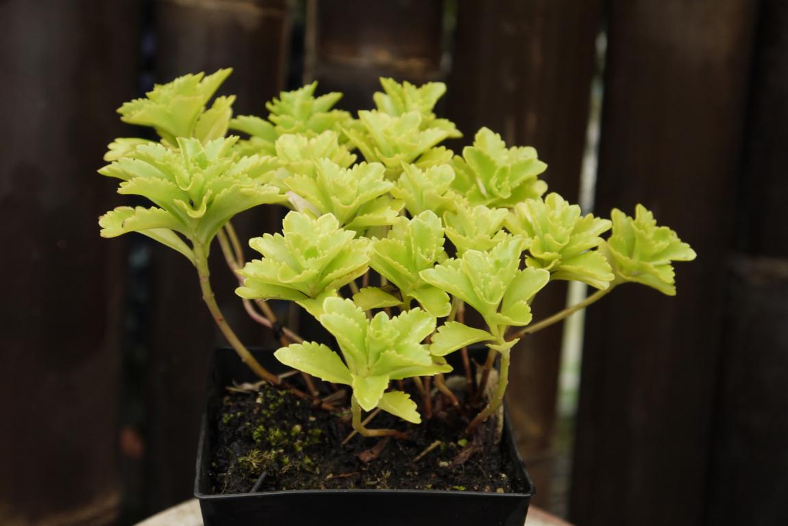 Sedum kamtschaticum, Kamtschatka-Sedum