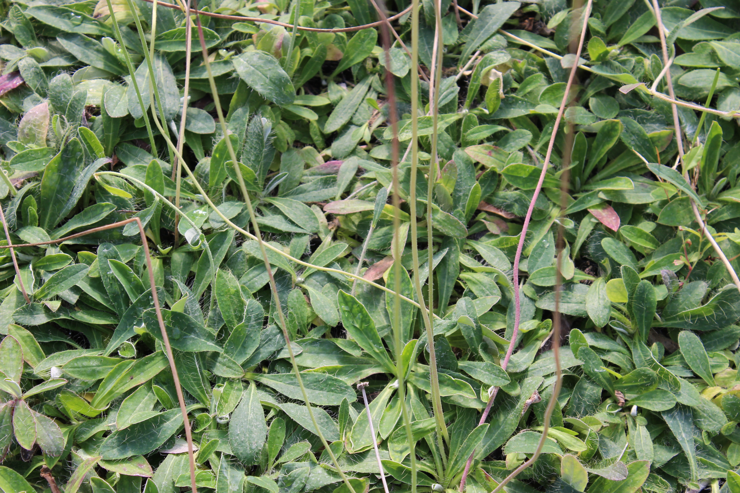 Hieracium-pilosela Hieracium pilosella, kleines Habichtskraut