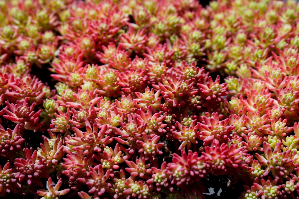 _MG_9938-1024x683 Sedum hispanicum, Spanischer Mauerpfeffer