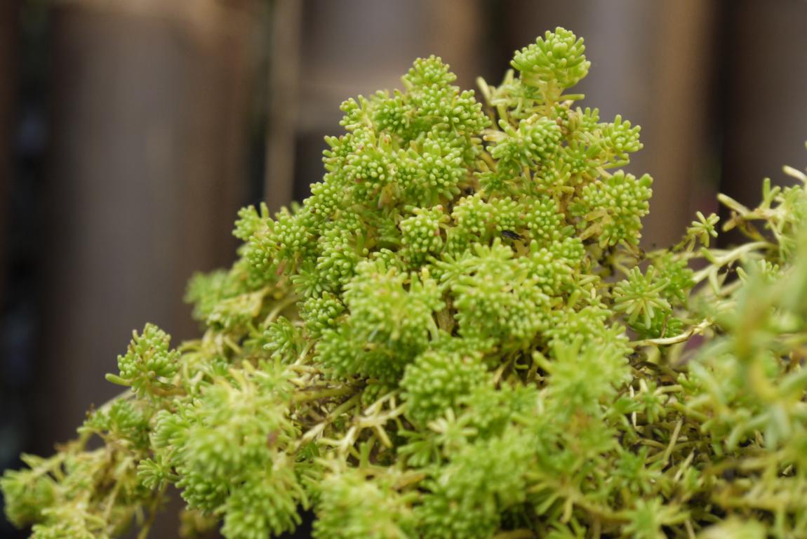 Sedum lydium, Moossedum