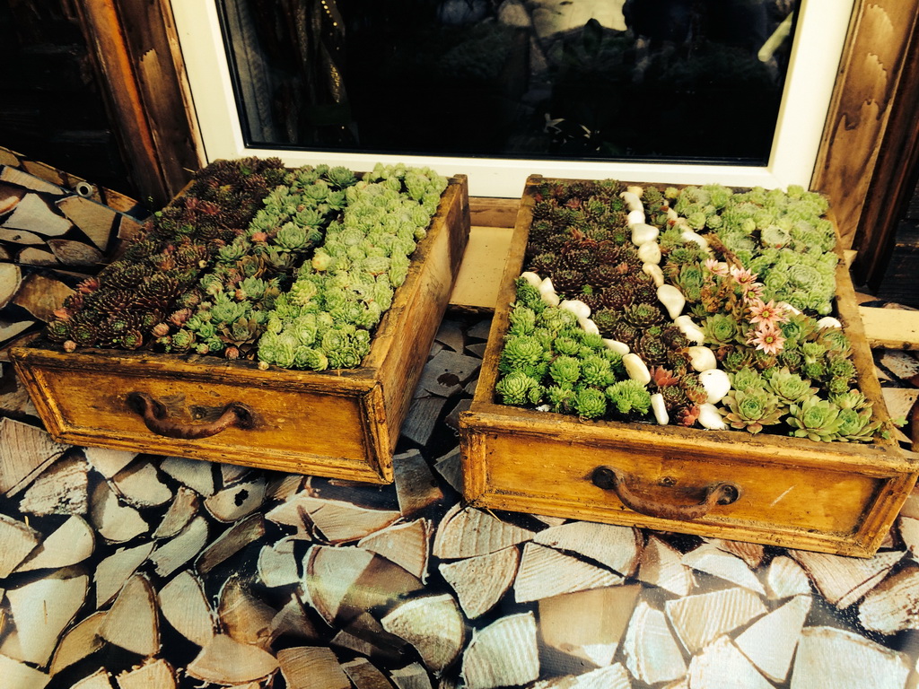 Sempervivum Sempervivum in Sorten, Dachwurz