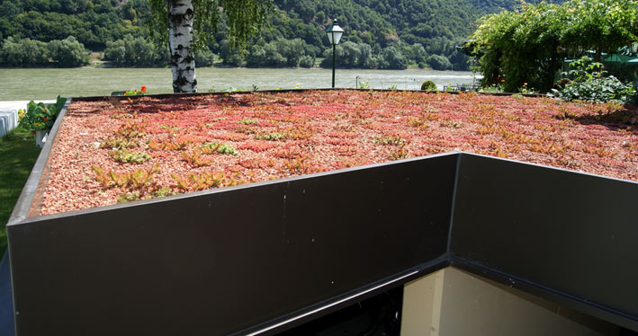 Sedum album Coral Carpet, Rotmoos Mauerpfeffer