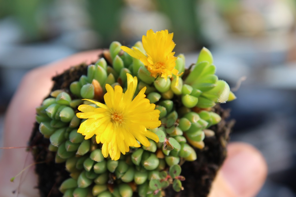 Delosperma congestum, Gelbe Mittagsblume