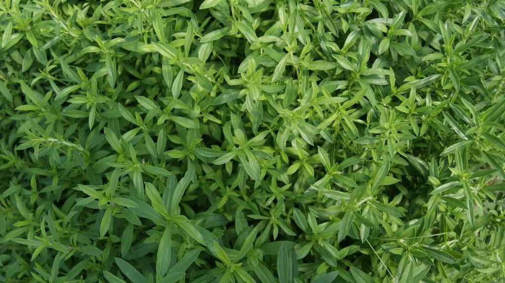 saturaja-montana-dach-kr-uter53e1ffc63e877 Satureja montana, Bergbohnenkraut