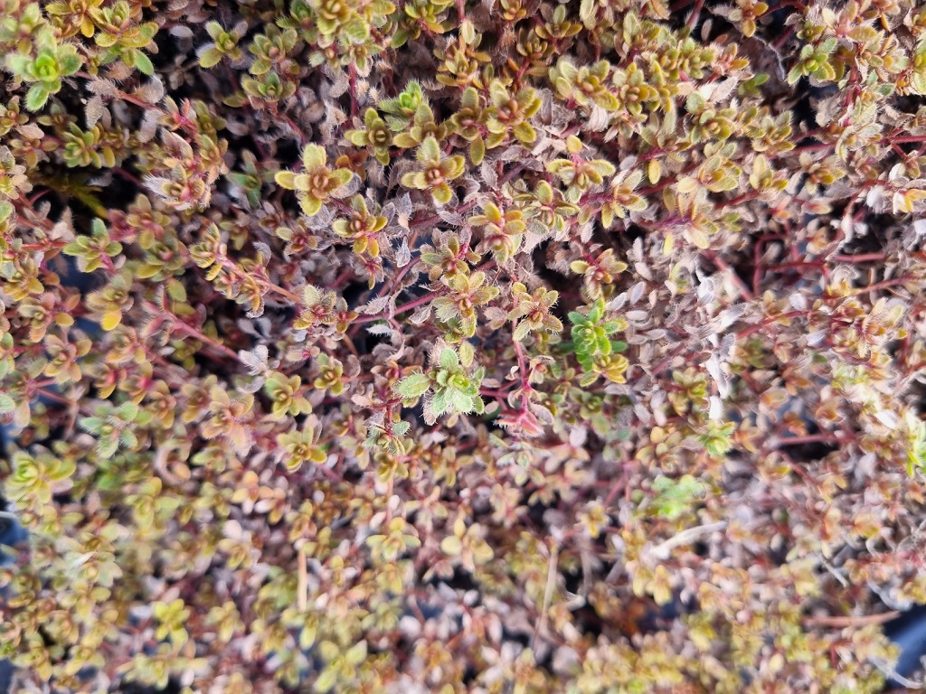 Thymus doerfleri ´Bressingham Seedling`, Dörflers Thymian